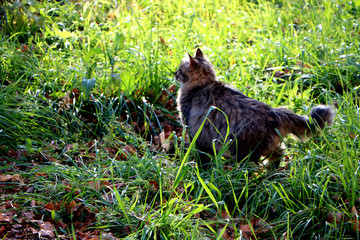 cat in the forest