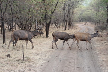 Wildtiere in Indien