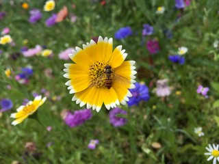 Large Yellow British Wild Flower with Hover-fly Bee Pollinating 