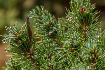 weihnachtsbaum