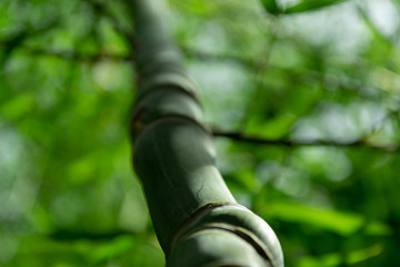 Closeup on a green bamboo trunk during spring time.