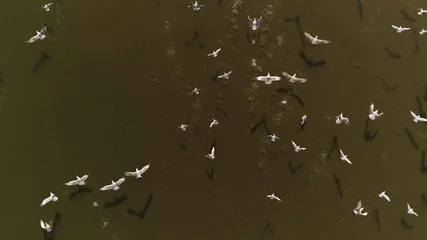 Papier peint photo Oiseaux Overhead drone shot of group of white birds (gulls) flying above dark lake on a sunny day in Europe (Lithuania). Background for text  © guliveris