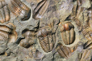 trilobite fossil texture