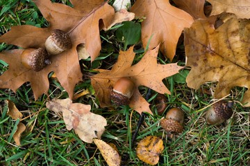 acorns on the leaves