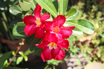 The flowers are bright red.