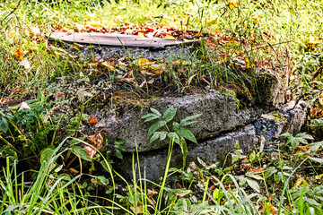 Old manhole overgrown with grass