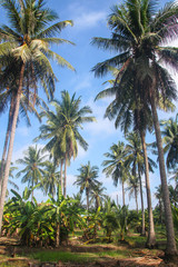 Obraz na płótnie Canvas Coconut plantation with high tree.