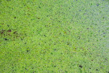 Green duckweed floating on the water.