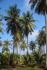 Fototapeta na wymiar Coconut plantation with high.
