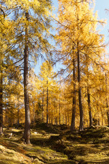 Obraz premium Magical yellow larches glowing in the sunshine. Unusual and gorgeous scene.