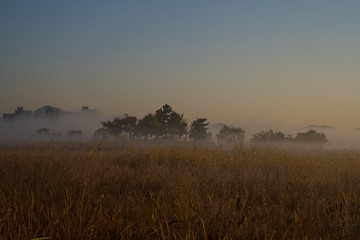 Sea of cloud and grass in field