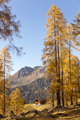 Beautiful autumn scene with yellow larches and traditional alpine hut