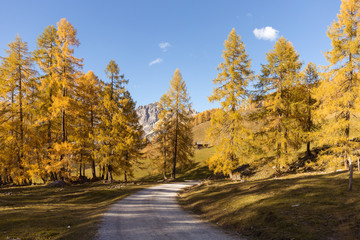 Fototapeta premium Mountain road with yellow larches glowing in the sunshine. Autumn background