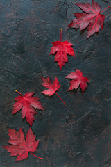 Autumn red maple leaves.