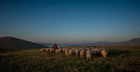 Obraz premium shepherd herding his flock