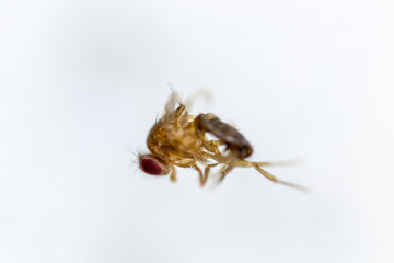 Study genetic of Drosophila melanogaster (fruit fly, vinegar fly) for education in laboratory.