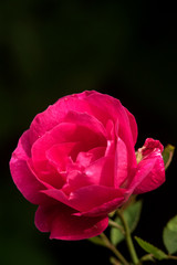 pink rose on fark background