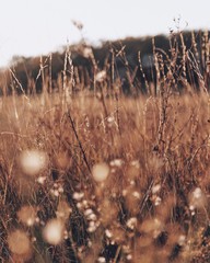 autumn flowers in the field