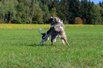 Hundefreundschaft. langhaariger Hütehund kämpft spielerisch mit Parson Russel Terrier auf einer...