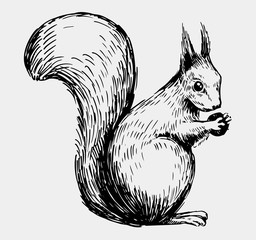 Squirrel sketch. Hand drawn illustration converted to vector
