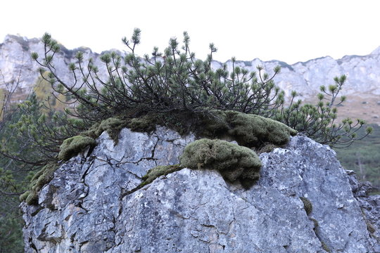 Rock with green moss and bush in front of mountain range 4141