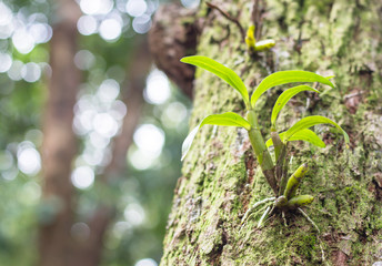 Wild plant orchid on tree in forest.