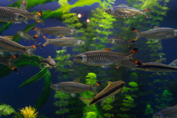 PECES