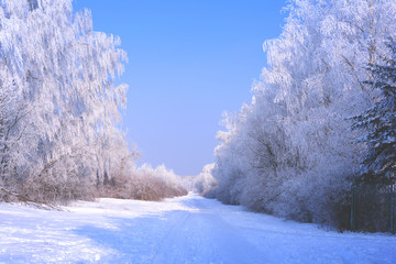 Winter landscape with snow covered trees. Toned