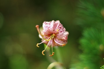 Lilium lancifolium