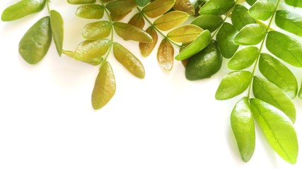 Leaf on white background isolated.