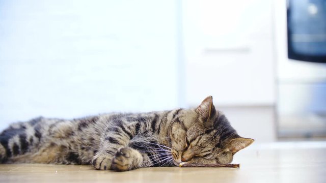 Cat attracted to a wooden stick on home floor in slow motion 4K. Low angle long shot of tabby British breed cat in focus laying on the floor playing with a small wooden stick.