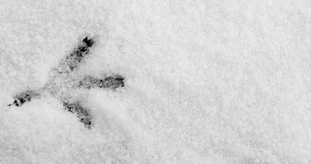 One pigeon footprint sunk into the snow