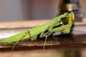 Detail of green mantidae staying on brown wood