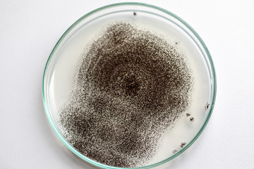 Backgrounds of Colony Characteristics of Fungus (Rhizopus) in petri dish for education.