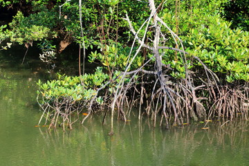 Mangrove Stilt Roots