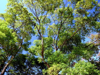 秋の楠木と青空