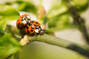 Macro detail of two ladybirds on twig