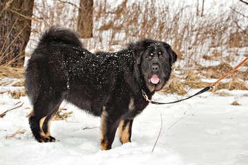Bitch dog breed Tibetan Mastiff on natuire