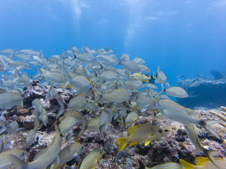PECES