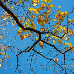 colorful autumn oak leaves and blue sky background