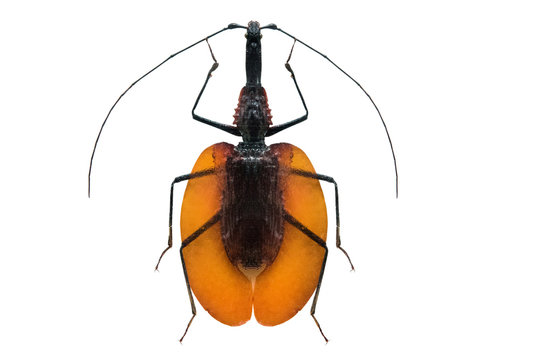 beetle Mormolice phyllodes