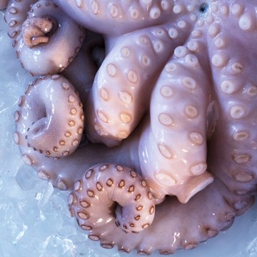 Fresh octopus (close-up)