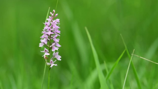 Common spotted orchid on the dry meadow, summer, (dactylorhiza fuchsii), germany