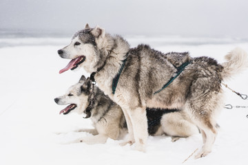 Team of sled dogs in a blizzard at the Kamchatka peninsula