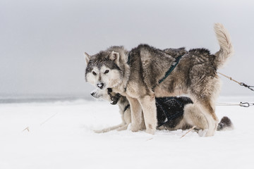 Team of sled dogs in a blizzard at the Kamchatka peninsula
