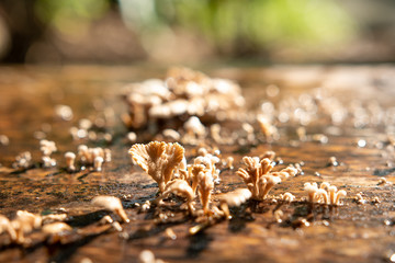Mushroom on wooden.