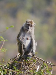 Portrait of a monkey