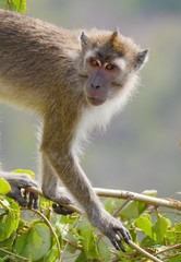 Portrait of a monkey