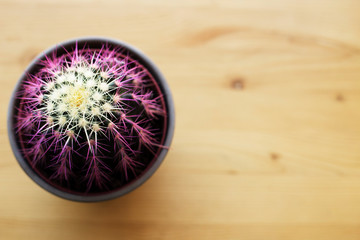 Beautiful cactus with purple needles on light wooden background top view