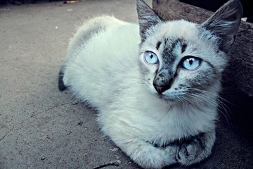 The Cat